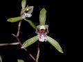 Lanceleaf Cymbidium